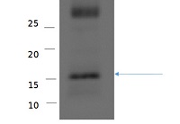 RPS14 | Ribosomal protein S14 (mitochondrial) in the group Antibodies Plant/Algal / DNA/RNA/Cell Cycle / Translation at Agrisera AB (Antibodies for research) (AS16 4094)